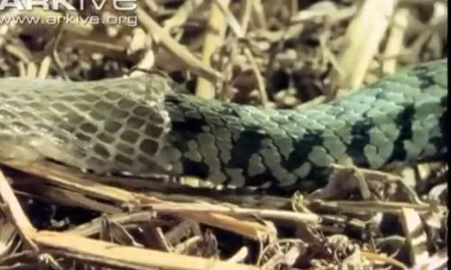 Rắn cỏ thường sống dưới nước nhưng chúng sẽ lên cạn để thực hiện quá trình lột xác.