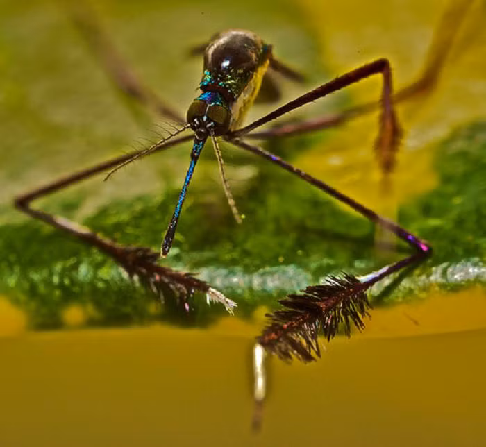 Đôi chân lông lá được sử dụng triệt để trong màn tán tỉnh nhằm thu hút con cái bằng cách giơ chân lên vẫy và nhún nhảy, xoay vòng.