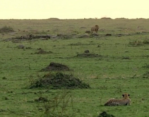 Báo mẹ, nằm cách xa báo con, rất tinh nhanh để ý ngay đến con sư tử.