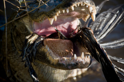 Tất cả những gì còn sót lại là vài chiếc lông vũ.