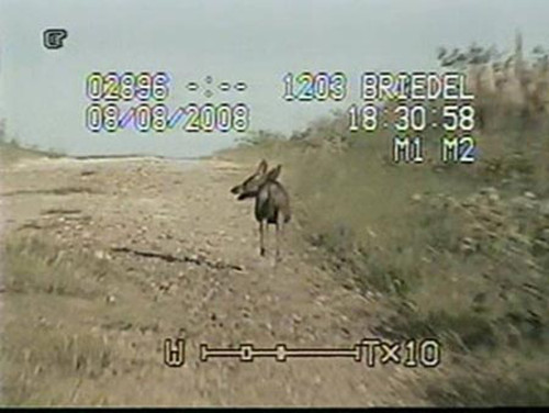 Theo mô tả, con quái vật này cao từ 1,2 đến 1,5m, mắt đỏ giống người ngoài hành tinh, móng vuốt dài và trên lưng có nhiều gai nhọn, thân mình không có lông. Chupacabra được cho là chỉ hút máu súc vật sau khi dùng răng tạo ra 2 cái lỗ nhỏ.