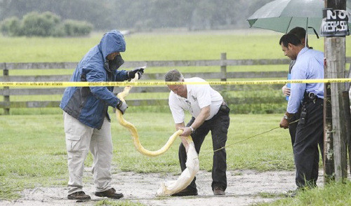 Trăn nuôi cắn chết bé gái 2 tuổi. Con trăn nuôi của người mẹ đã cắn chết đứa con gái 2 tuổi và người mẹ phải nhận án 12 năm tù với tội giết người cấp độ 3, ngộ sát và lơ đễnh trong cái chết của cô bé Shaianna Hare.