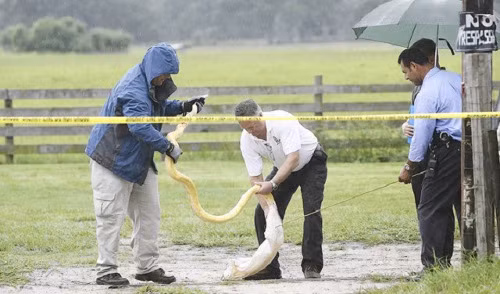 Trăn nuôi cắn chết bé gái 2 tuổi. Con trăn nuôi của người mẹ đã cắn chết đứa con gái 2 tuổi và người mẹ phải nhận án 12 năm tù với tội giết người cấp độ 3, ngộ sát và lơ đễnh trong cái chết của cô bé Shaianna Hare.
