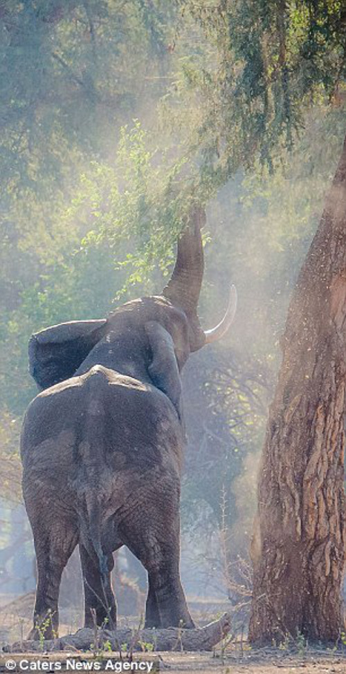 Lá cây quá cao so với chiều cao khiêm tốn của voi.