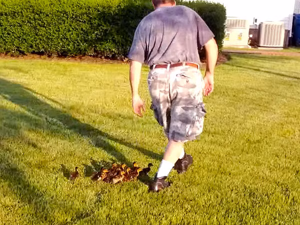 Sau khi vịt mẹ bị giết, người đàn ông này đã mang 13 quả trứng mồ côi vào lò ấp trứng và chăm sóc cho đến khi chúng nở.