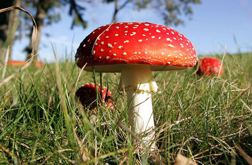 Loài nấm này thường sống ở vùng có mái che trong tầng rừng, nơi rất ít có gió. Vì vậy, để có thể mang những bào từ đi nơi khác, nấm tự tạo ra gió.