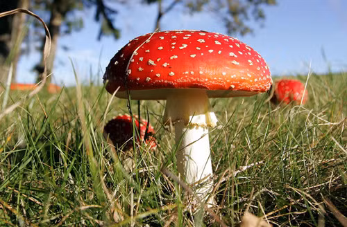 Loài nấm này thường sống ở vùng có mái che trong tầng rừng, nơi rất ít có gió. Vì vậy, để có thể mang những bào từ đi nơi khác, nấm tự tạo ra gió.