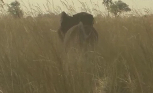 Voi con tách đàn tự đi khám phá một mình trên đồng cỏ.