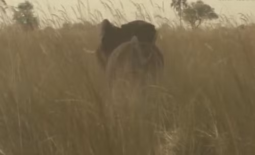 Voi con tách đàn tự đi khám phá một mình trên đồng cỏ.