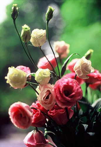 Mat ma tinh yeu tu cac loai hoa cho ngay 20/10-Hinh-17