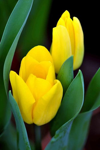 Mat ma tinh yeu tu cac loai hoa cho ngay 20/10-Hinh-12