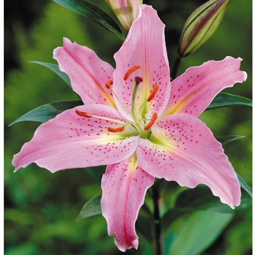 Mat ma tinh yeu tu cac loai hoa cho ngay 20/10-Hinh-14