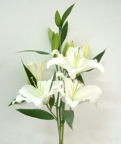 Mat ma tinh yeu tu cac loai hoa cho ngay 20/10-Hinh-9