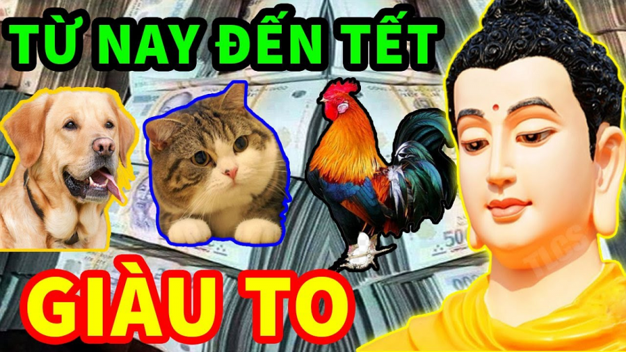 Cuối năm 2022 trở đi, sự nghiệp của con giáp tuổi Mão sẽ có tiến triển, phát triển nhanh hơn, kiếm tiền tốt hơn.