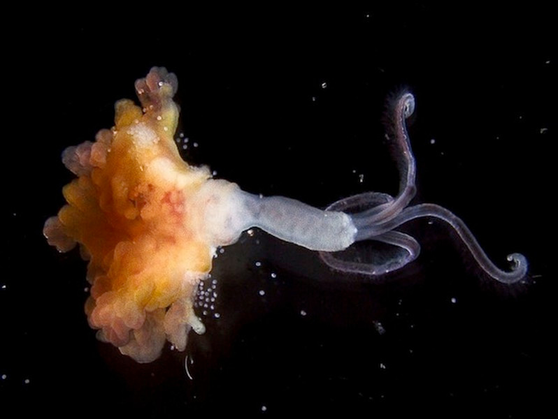 Osedax còn có một đặc điểm là con cái có kích thước khổng lồ gấp nhiều lần con đực.