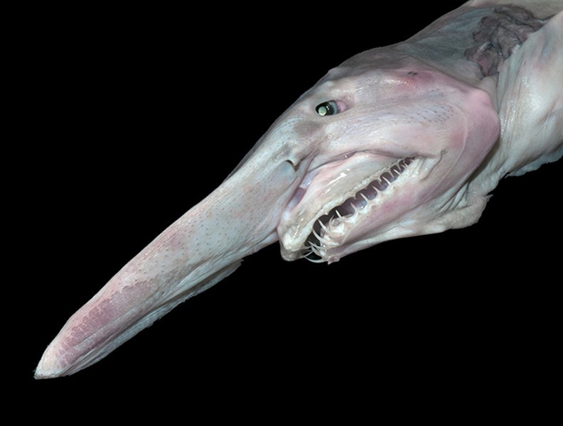 Đây có lẽ là loài khác biệt và kỳ dị nhất trong họ cá mập bởi hình dáng xấu xí. Nó là loài cá mập duy nhất có cơ thể chủ yếu là màu hồng, cùng với bộ hàm có khả năng co duỗi ra ngoài để đớp mồi