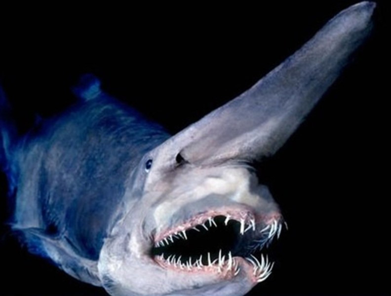 Cá mập yêu tinh được tìm thấy ở vùng biển sâu nơi mà ánh nắng mặt trời có độ sâu khoảng 1.300m.Con mồi của chúng chủ yếu là mực ống, cá, cua, các vi khuẩn sống sâu dưới biển