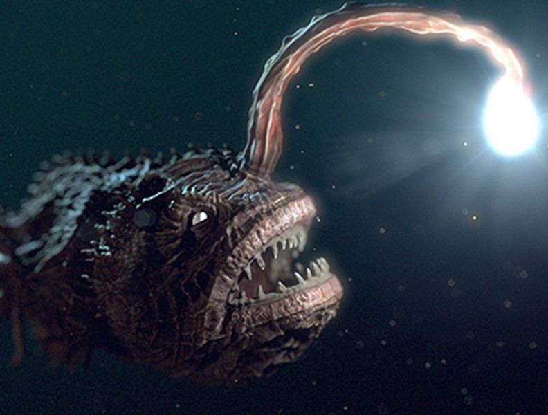 Chúng có màu sắc trong khoảng từ xám sẫm tới nâu sẫm, những loài cá ăn thịt này có đầu to để lộ cái miệng to hình trăng lưỡi liềm chứa đầy những chiếc răng dài giống như răng nanh và cong ngược vào trong