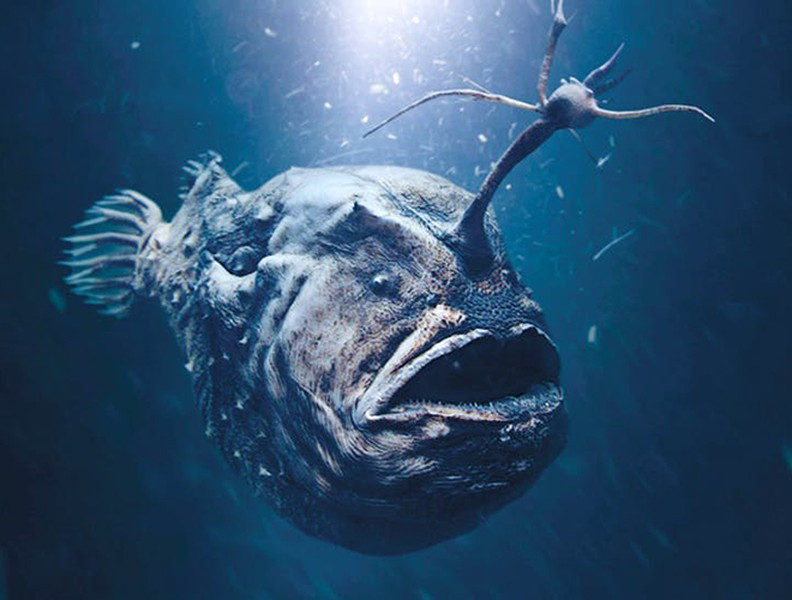 Bộ Cá vây chân được đặt tên theo kỹ thuật săn bắt của chúng - "cá cần câu" với phần thịt nhô từ đỉnh đầu như một cái mồi câu để thu hút con mồi về mình