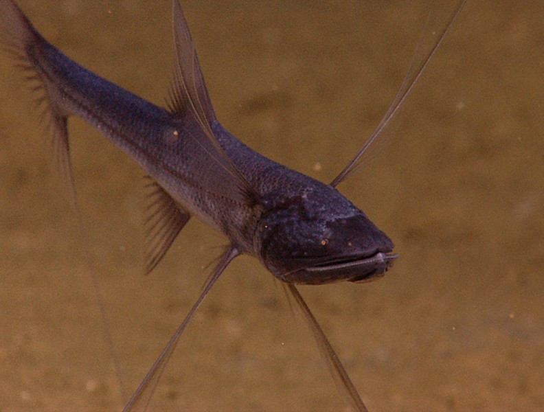 Loài cá này là một trong số ít loài động vật tĩnh. Giống như san hô, bọt biển, hải quỳ và một số sinh vật biển khác, chúng chỉ đứng yên tại chỗ, chờ các sinh vật phù du trôi tới gần để tấn công