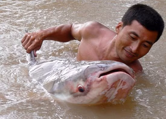 Anh Chiến cho biết, đây là con cá lớn nhất từ trước đến nay mà anh bắt được. Tuy nhiên, do không nhận thức được vấn đề, anh đã đưa cá ra chợ bán cho một chủ thu mua, con cá bị xẻ thịt bán với giá từ 160.000 đến 200 ngàn đồng.