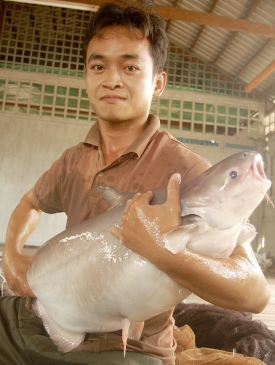 Ông Tống Minh Chánh, ở huyện Phú Tân – An Giang cũng đã thu mua được con cá basa bố mẹ nặng trên 40kg để nuôi tại bè nhà mình. Nhiều người đến ngã giá trên 20 triệu đồng mua về nhân giống, nhưng ông quyết không bán.