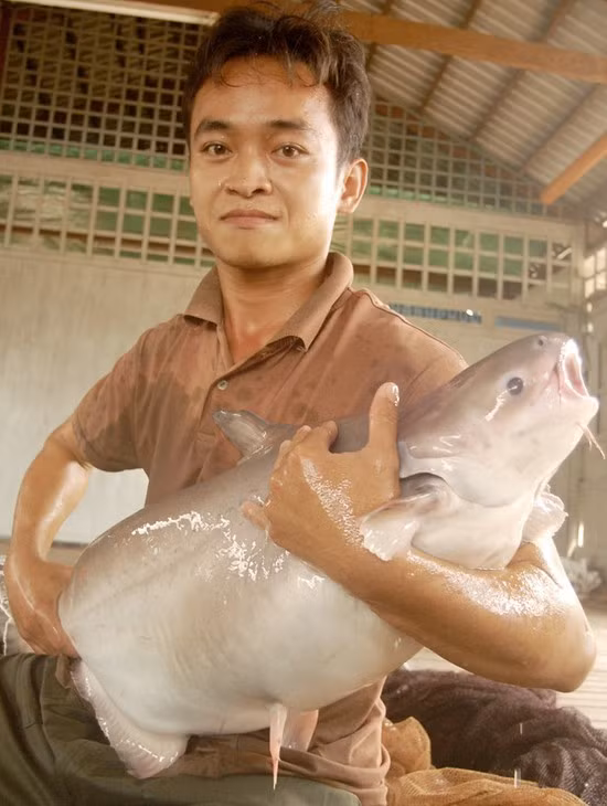 Ông Tống Minh Chánh, ở huyện Phú Tân – An Giang cũng đã thu mua được con cá basa bố mẹ nặng trên 40kg để nuôi tại bè nhà mình. Nhiều người đến ngã giá trên 20 triệu đồng mua về nhân giống, nhưng ông quyết không bán.