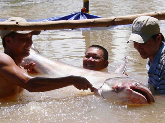 Theo ngư dân, cá tra dầu trước năm 1975 có khá nhiều trên sông Tiền, nhưng hiện nay rất hiếm. Đây là loài cá nước ngọt lớn nhất thế giới. Có những con dài đến 3 m, nặng từ 200-300 kg.