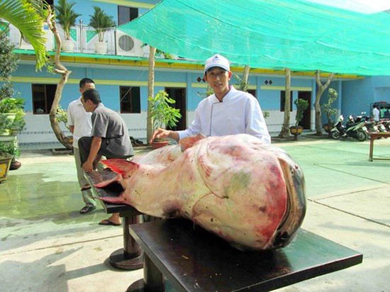 Vào năm 2011, nhà hàng này đã từng thu mua con cá hô nặng 70kg cũng do ngư dân vùng Biển Hồ đánh bắt được.