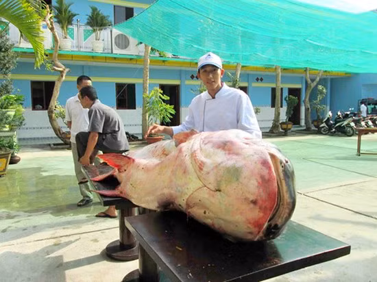 Vào năm 2011, nhà hàng này đã từng thu mua con cá hô nặng 70kg cũng do ngư dân vùng Biển Hồ đánh bắt được.