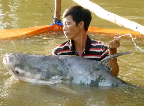 Trên sông Tiền, thuộc địa phận vàm sông Voi Me, huyện Cao Lãnh, tỉnh Đồng Tháp, anh Nguyễn Minh Chiến ở xã Tinh Thới, thành phố Cao Lãnh đã đánh lưới bắt được con cá tra dầu có chiều dài hơn 1,4 m, đường kính hơn 80 cm, cân nặng 63 kg. Đây là loài cá quý hiếm có nguy cơ tuyệt chủng, đã được đưa vào sách đỏ của Tổ chức bảo tồn thiên nhiên quốc tế IUCN.