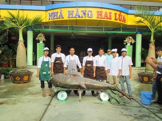 Anh Nguyễn Đức Tú, nhân viên quản lý nhà hàng Hai Lúa cho biết, đây là lần đầu tiên nhà hàng mua được con cá tra khủng nhất, với giá trên 100.000 đồng/kg, tổng số tiền nhà hàng phải trả cho người đánh bắt khoảng 25 triệu đồng. Thịt cá này được chế biến hơn chục món ăn lạ miệng khác nhau.
