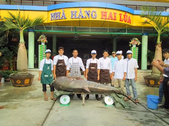 Anh Nguyễn Đức Tú, nhân viên quản lý nhà hàng Hai Lúa cho biết, đây là lần đầu tiên nhà hàng mua được con cá tra khủng nhất, với giá trên 100.000 đồng/kg, tổng số tiền nhà hàng phải trả cho người đánh bắt khoảng 25 triệu đồng. Thịt cá này được chế biến hơn chục món ăn lạ miệng khác nhau.