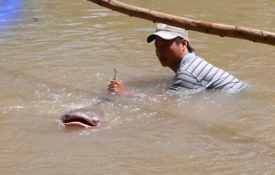 Trước đó, một ngư dân cũng bắt được con cá tra dầu nặng 86 kg trên sông Hậu, đoạn vịnh Cây Kìm, xã Khánh An (huyện An Phú, tỉnh An Giang). Con cá này được ông Huỳnh Thanh Hồng, một người dân xã Quốc Thái (huyện An Phú) mua với giá hơn 15 triệu đồng (180.000 đồng/kg).