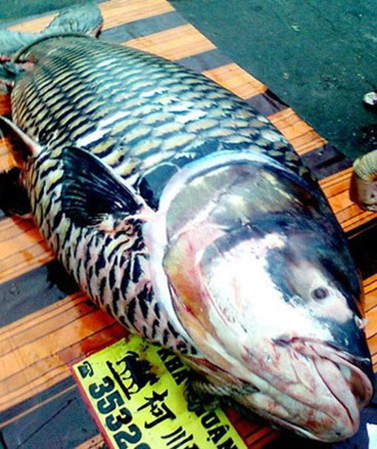 Chủ nhân của con cá hô nặng 150 kg này là anh Phan Ngọc Phước, trú tại thị trấn Cái Tàu Hạ, huyện Châu Thành, tỉnh Đồng Tháp. Cá dài 2,5m, có màu trắng hồng, bắt được ở tỉnh Vĩnh Long, đoạn đi qua sông Tiền. Sau khi vây lưới, anh Phước đã phải huy động cả chục người mới đưa được con cá lên bờ.