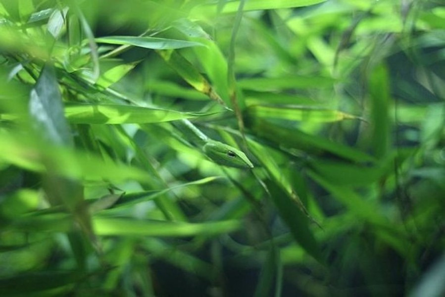 Rắn lục ngụy trang