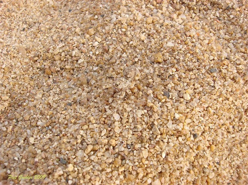 Nhện độc sa mạc.