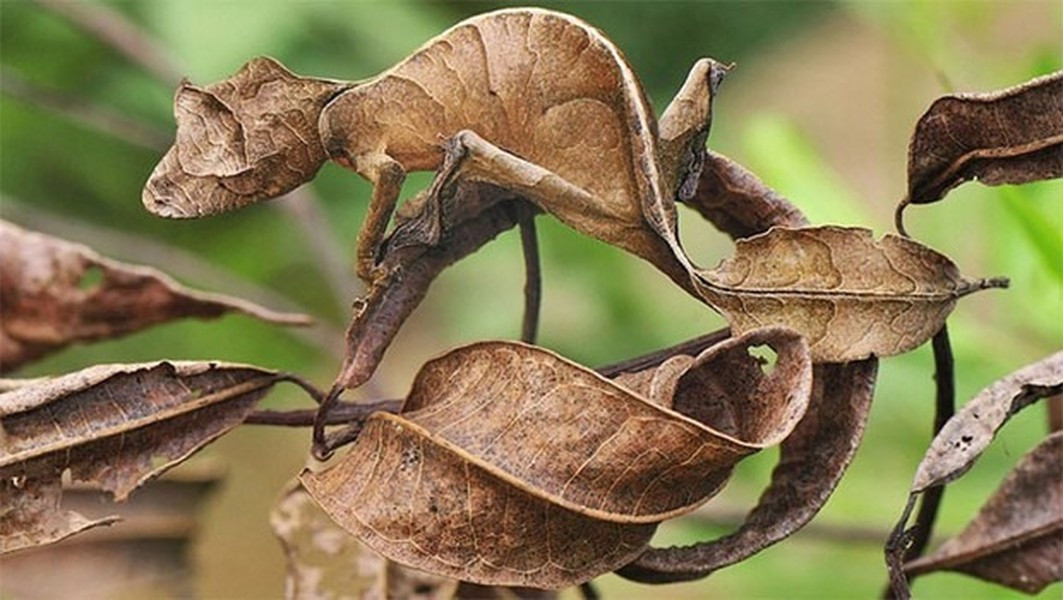 Tắc kè Uroplatus