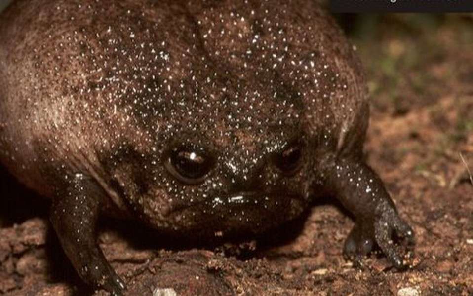 Chúng dành phần lớn thời gian của mình dưới lòng đất thay vì sinh sống tại các rìa ao hồ hoặc đầm lầy.