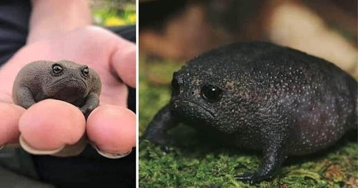 Loài ếch kỳ lạ Black Rain gây sự chú ý của giới khoa học ngay sau khi được phát hiện.