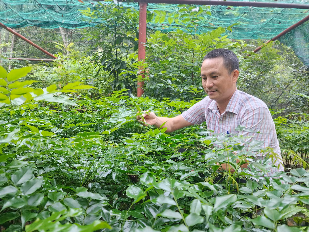 Biệt đội ươm rừng ở Phong Nha - Kẻ Bàng - Hình 2 Biet doi uom rung o Phong Nha - Ke Bang-Hinh-2