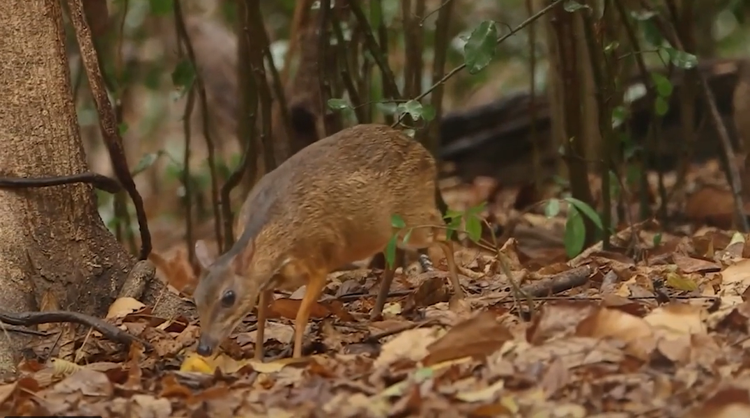 Lần đầu tiên được giới khoa học nhắc tới vào năm 1910 khi phát hiện 4 cá thể tại Nha Trang.