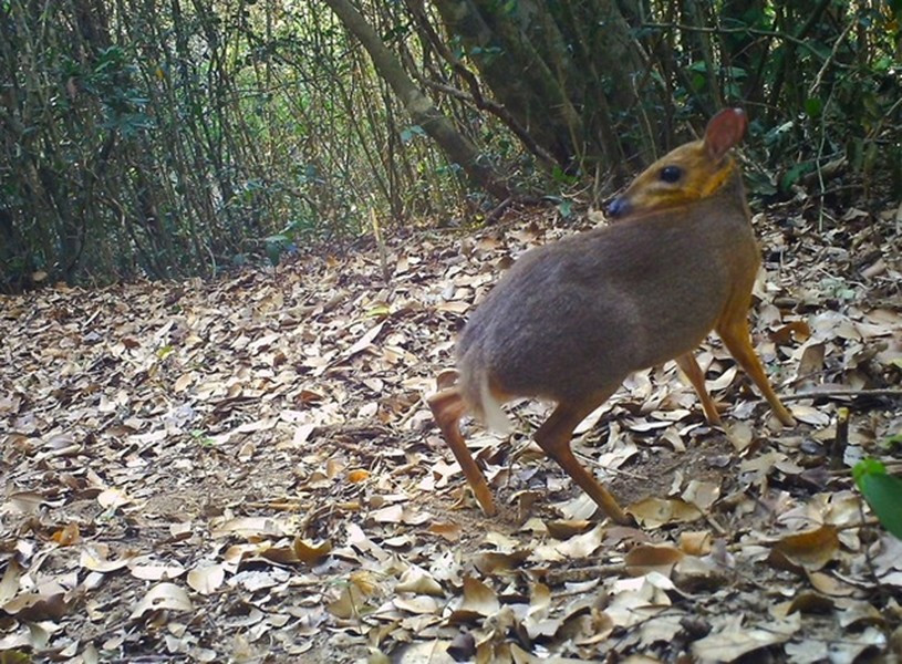Cheo cheo lưng bạc là một trong 6 loài cheo cheo được ghi nhận trên thế giới. Tại Việt Nam có hai loài: cheo cheo lưng bạc (Tragulus versicolor) và cheo cheo Nam Dương (Tragulus kanchil).