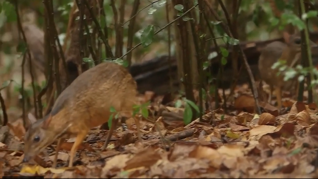 Đây là thú móng guốc nhỏ nhất, nhìn giống hươu nhưng không có tuyến lệ.