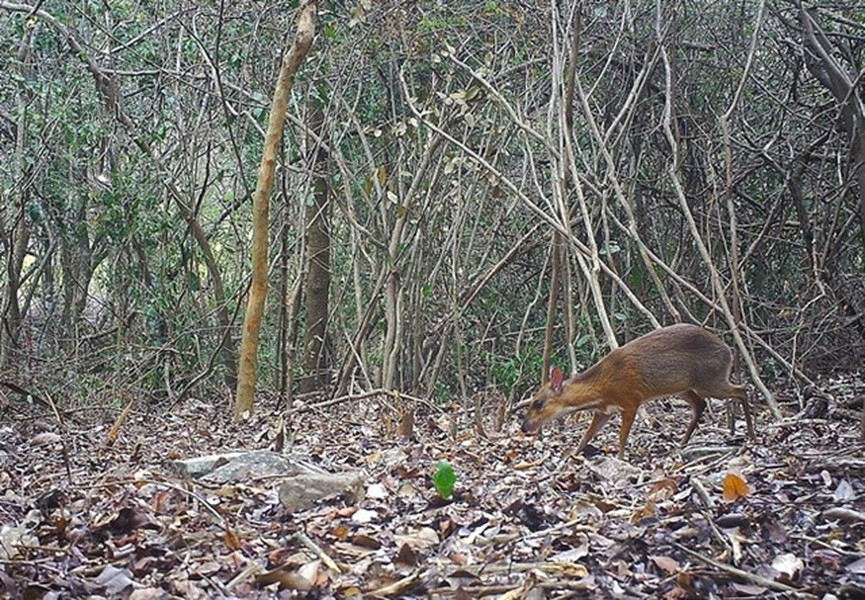 Đây là một loài thú móng guốc biểu tượng của rừng khô hạn ven biển đặc hữu của Việt Nam.