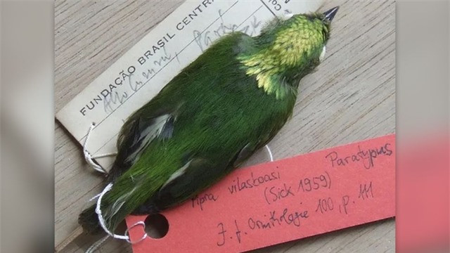 Manakin vương miện vàng: Manakin vương miện vàng (Lepidothrix vilasboasi) là loài chim lai trong rừng nhiệt đới Amazon. Chúng được sinh ra từ sự giao phối giữa manakin phủ tuyết (Lepidothrix nattereri) và manakin vương miện opal (Lepidothrix iris). Ảnh: Dysmorodrepanis