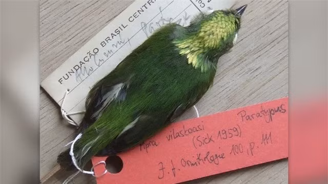 Manakin vương miện vàng: Manakin vương miện vàng (Lepidothrix vilasboasi) là loài chim lai trong rừng nhiệt đới Amazon. Chúng được sinh ra từ sự giao phối giữa manakin phủ tuyết (Lepidothrix nattereri) và manakin vương miện opal (Lepidothrix iris). Ảnh: Dysmorodrepanis