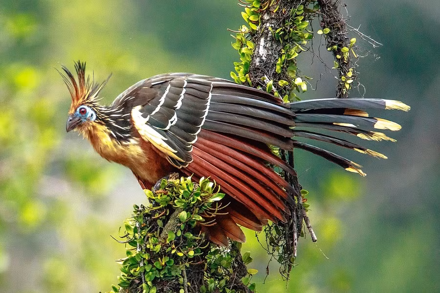 Gà móng có cổ dài và đầu nhỏ. Chúng có khuôn mặt màu xanh lam không có lông với đôi mắt màu hạt dẻ, trên đỉnh đầu có một cái mào lông tua tủa.