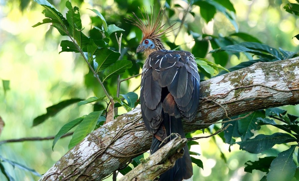 Hiện tại, gà móng có nguy cơ suy giảm do mất môi trường sống, mà chủ yếu là do nạn phá rừng ở Amazon.