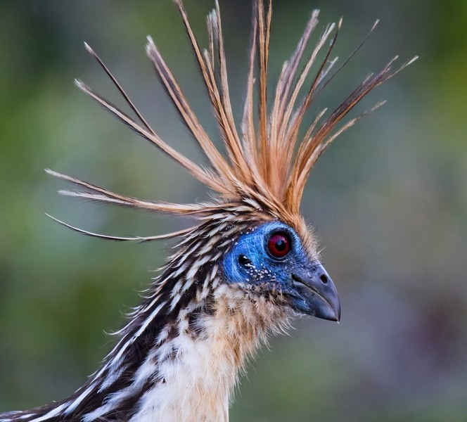 Khi những kẻ săn mồi như diều hâu đen lớn tấn công khu vực làm tổ, những con gà móng trưởng thành sẽ bay ồn ào xung quanh để đánh lạc hướng kẻ săn mồi, trong khi con non rời khỏi tổ và ẩn mình trong những bụi cây.